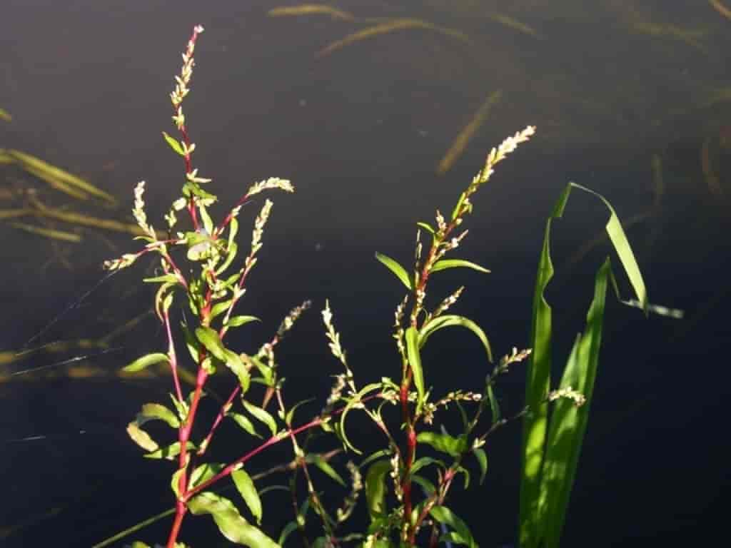 Persicaria hydropiper