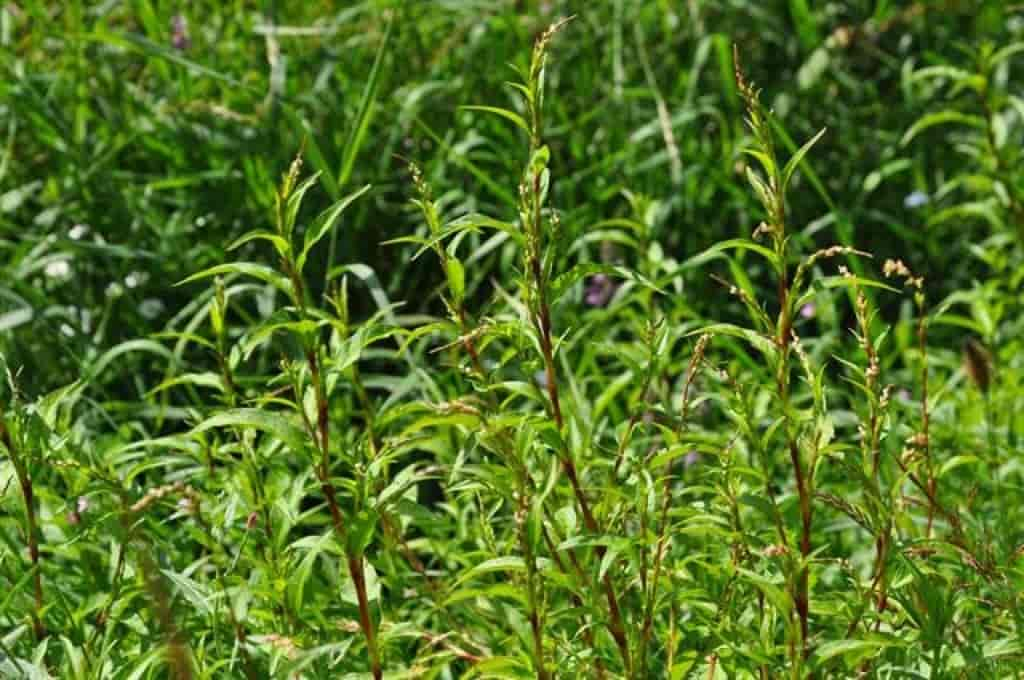 Persicaria hydropiper