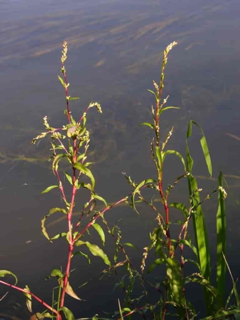 Persicaria hydropiper