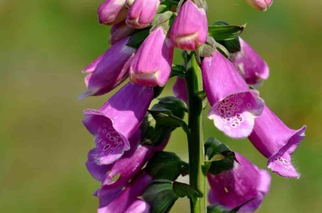 Digitalis purpurea