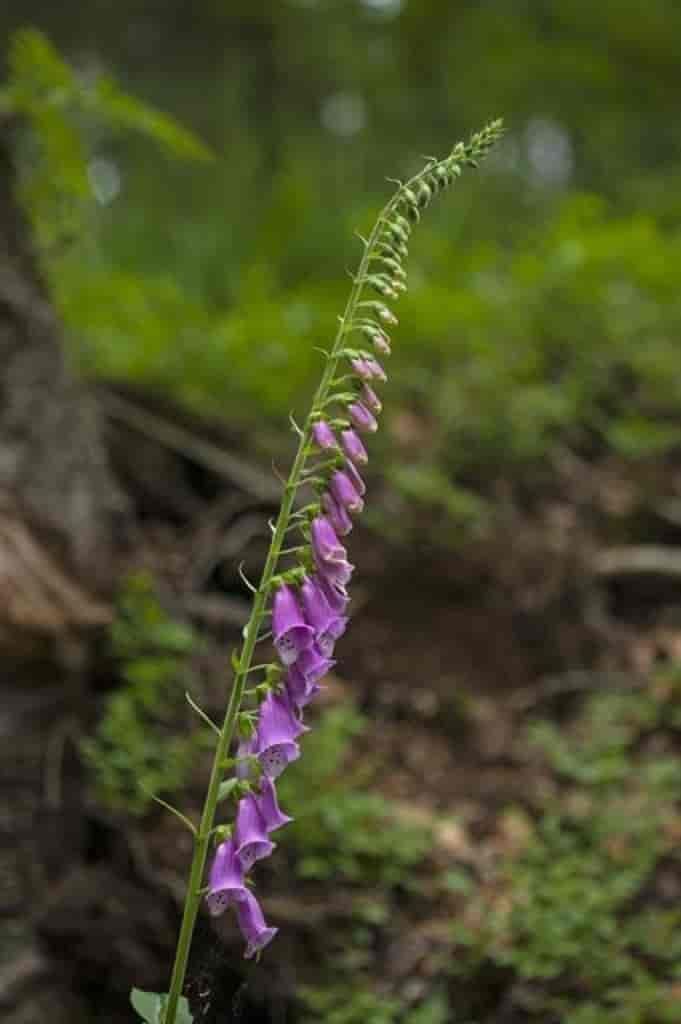 Digitalis purpurea