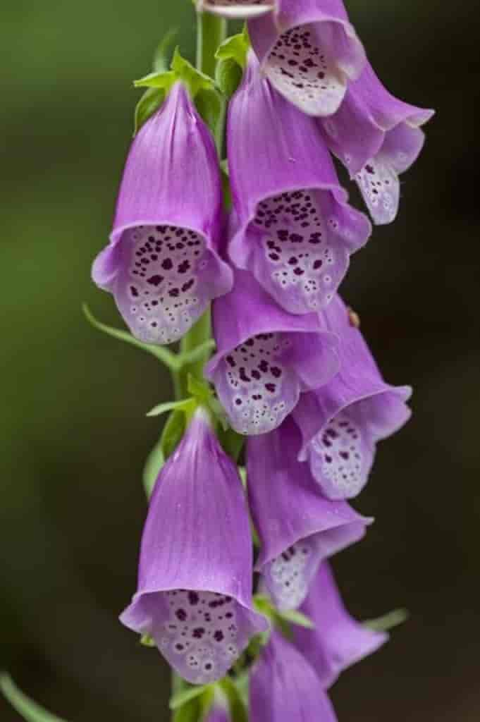 Digitalis purpurea