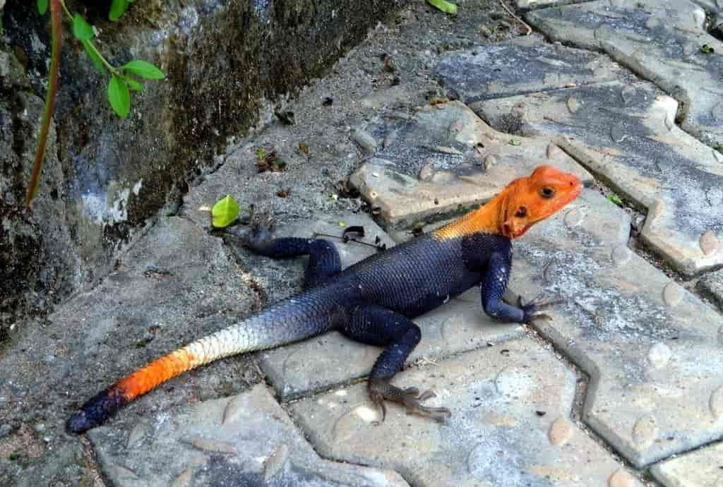 rainbow agama