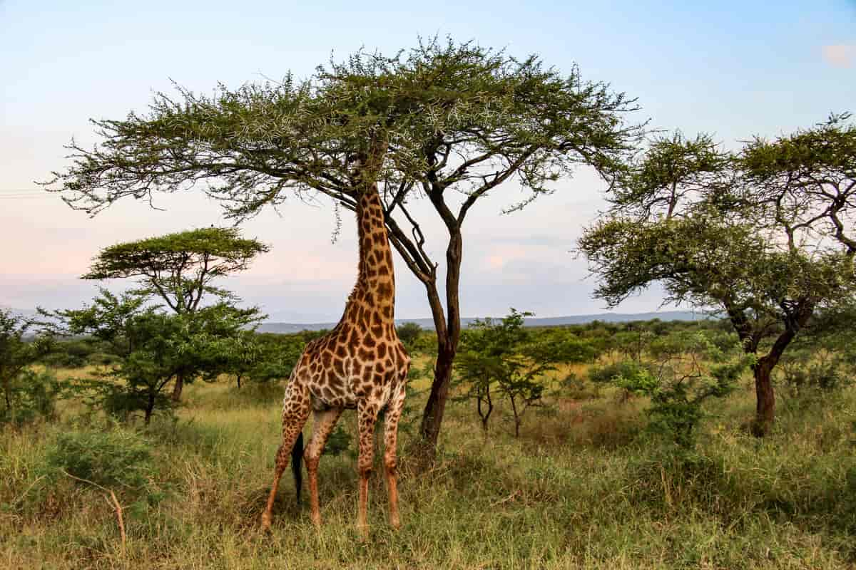 Sjiraff i Krugerparken