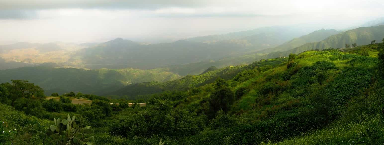 Filfil regnskog, Eritrea