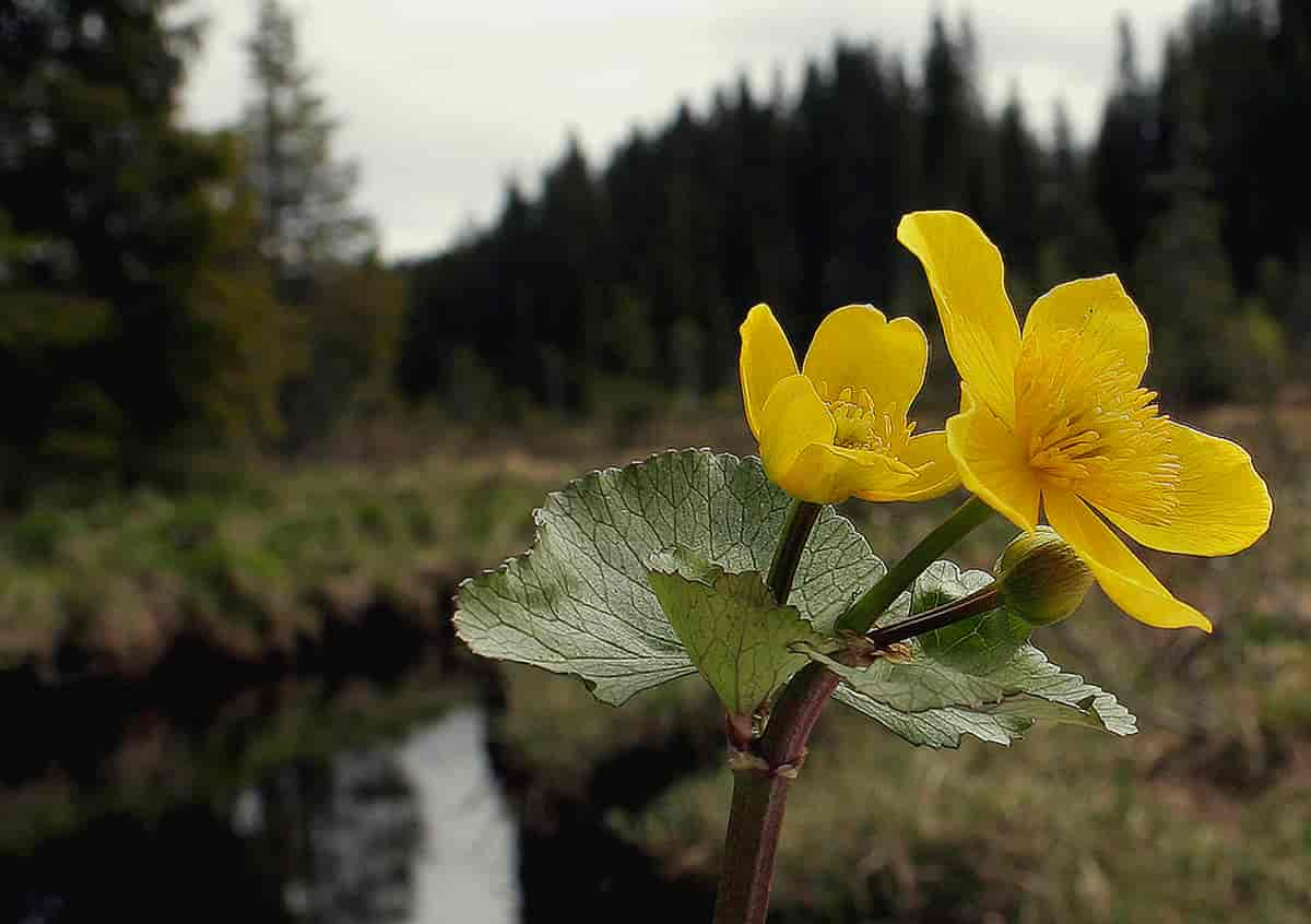 Bekkeblom