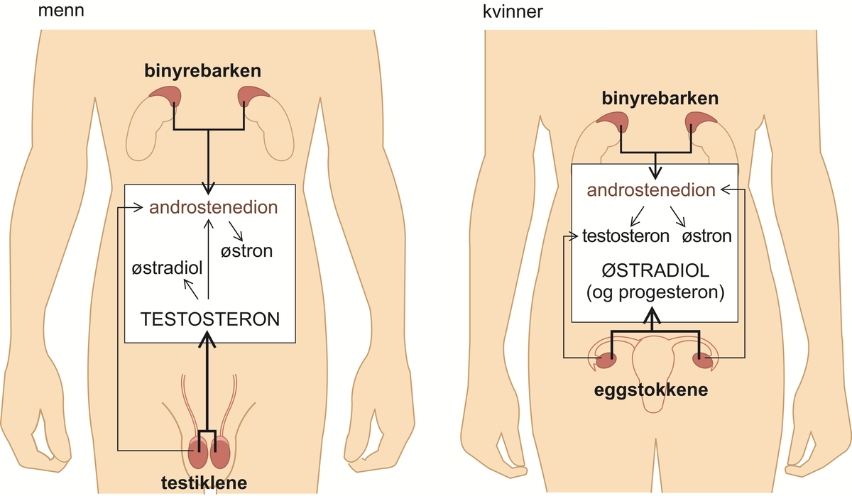 Kjønnshormoner.