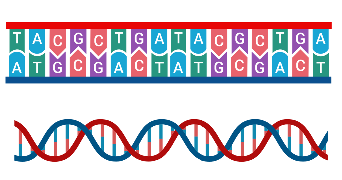 Nukleotider er byggesteiner i arvestoffet