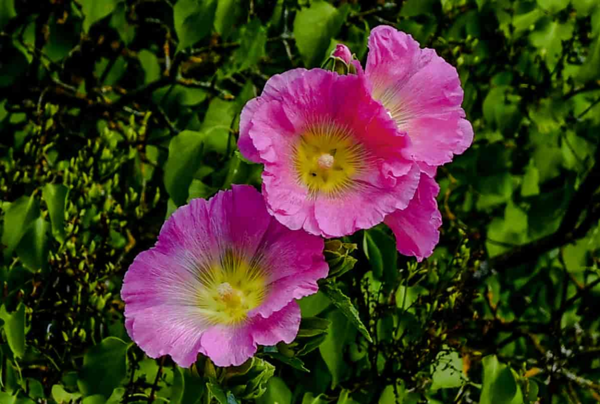 Stokkrose, Alcea rosea. Bilde tatt på Bjørnstad i Kroer, Ås kommune.