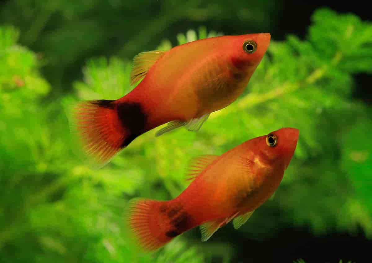 Platy