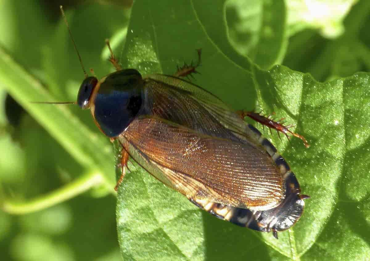 veksthuskakerlakk, Pycnoscelus surinamensis