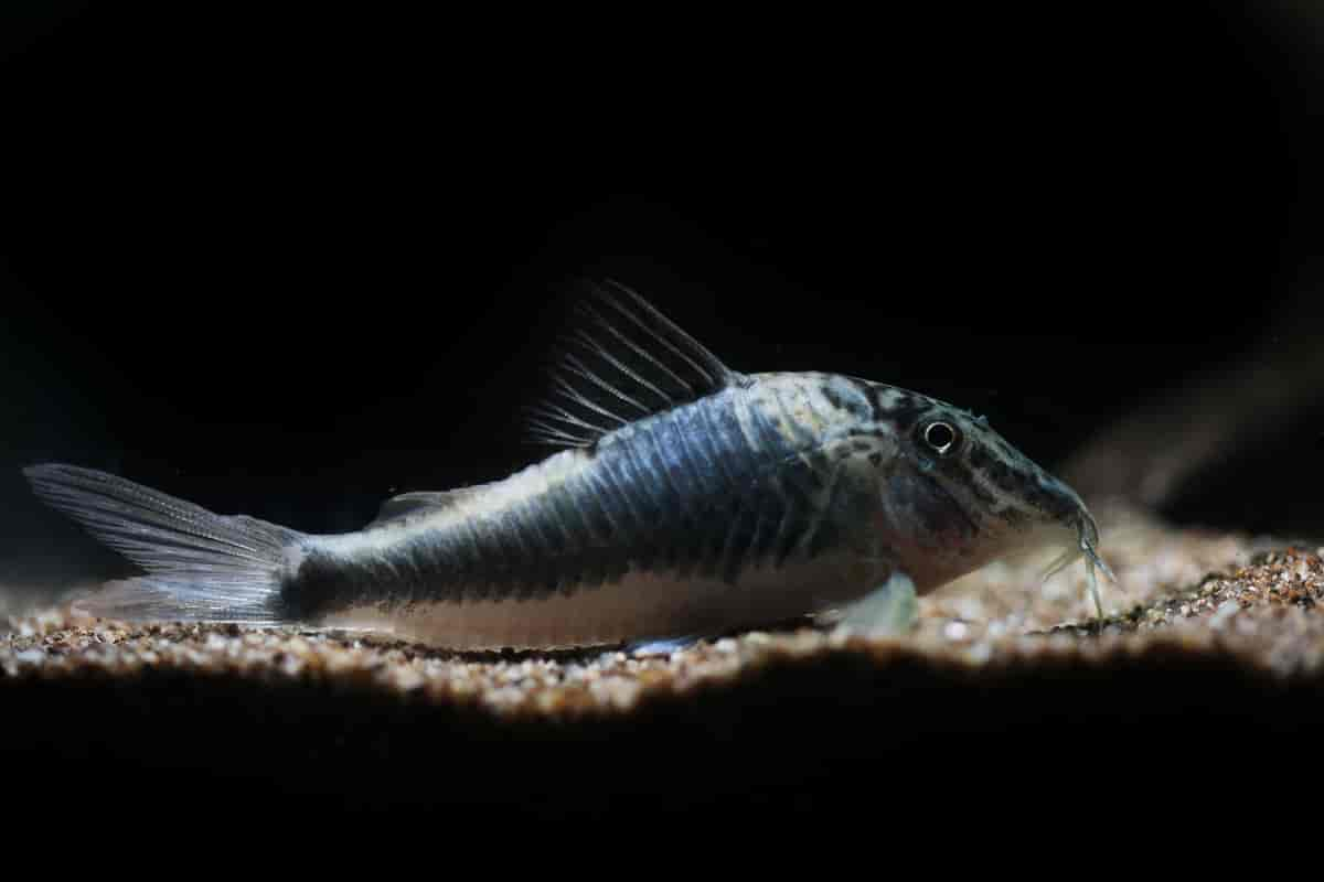 Corydoras semiaquilus