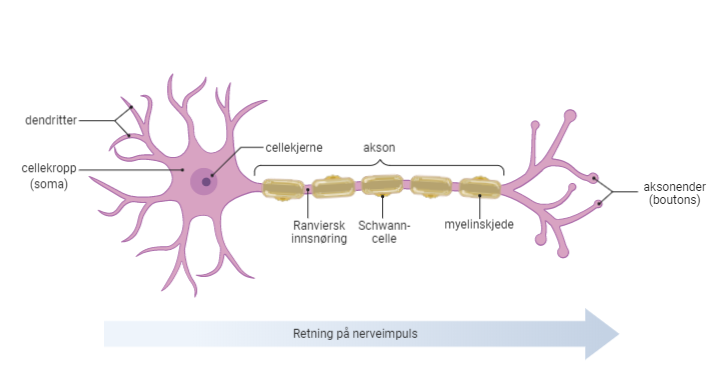 Nervecelle