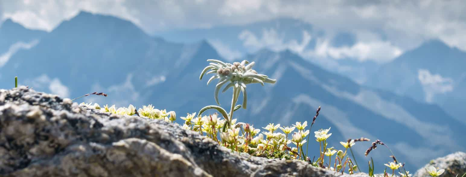 Edelweiss