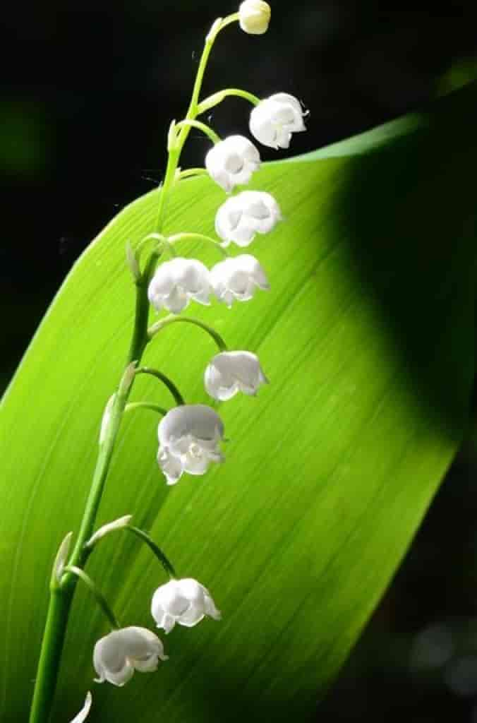 Convallaria majalis