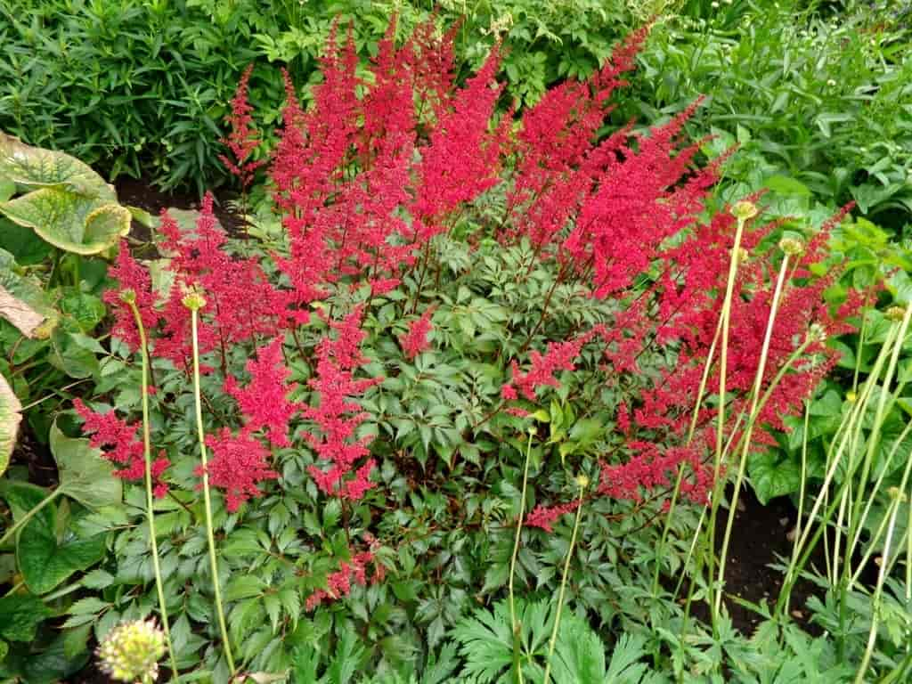 Astilbe arendsii