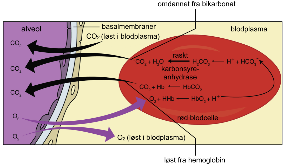 Gassutveksling i en rød blodcelle