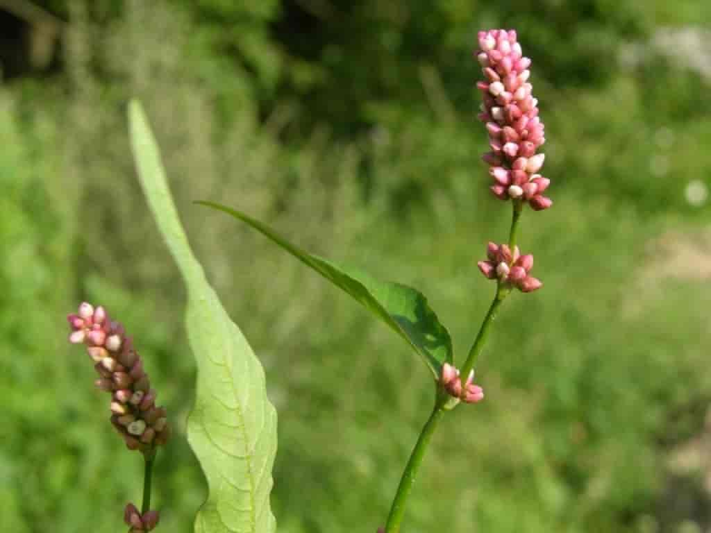 Persicaria maculosa