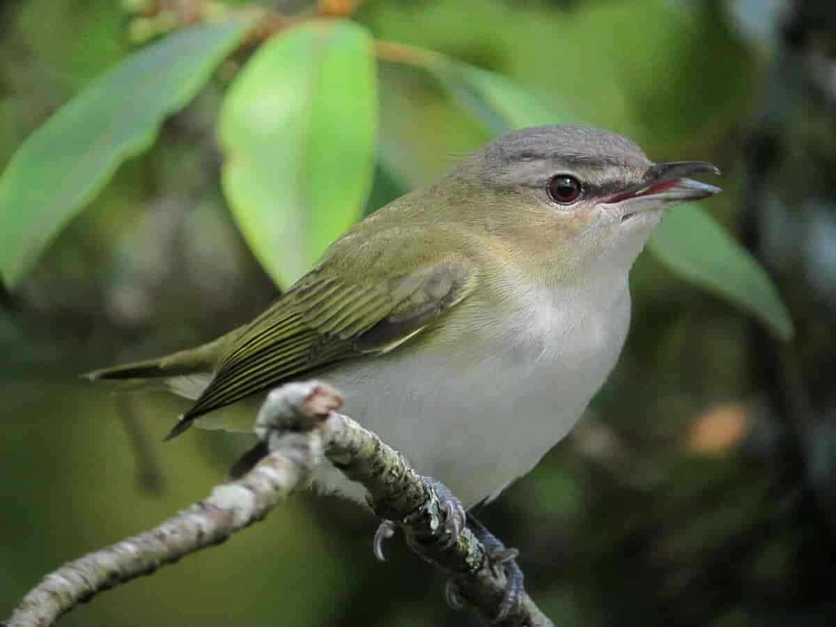 Rødøyevireo