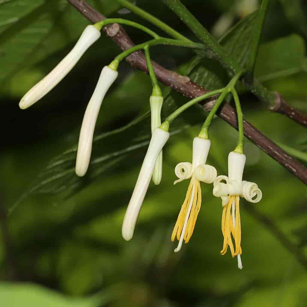 Alangium platanifolium