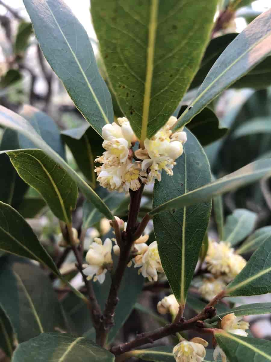 Laurus nobilis, Naturhistorisk museum, UiO