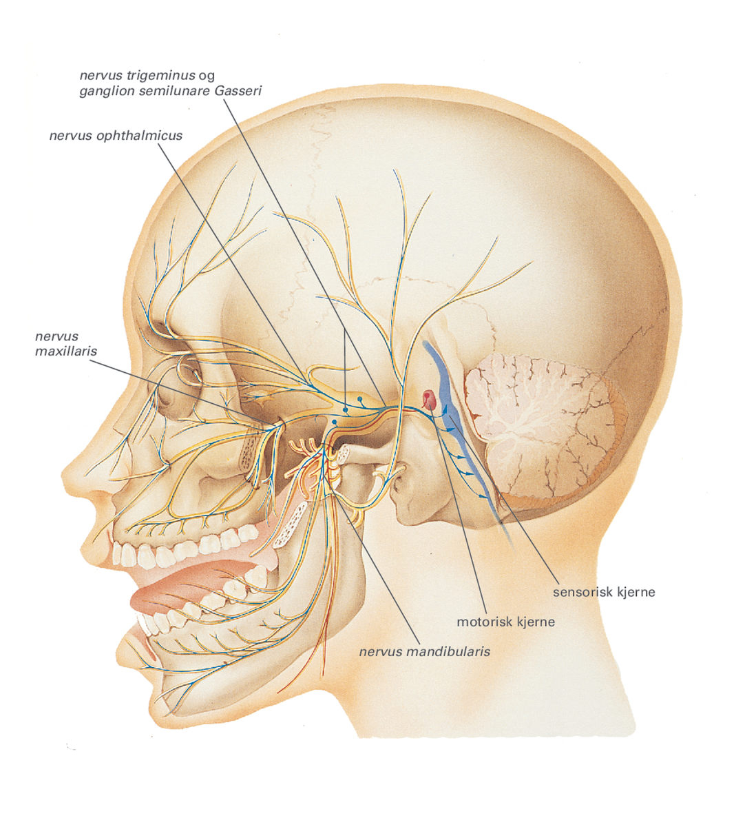 Hjernenerver.