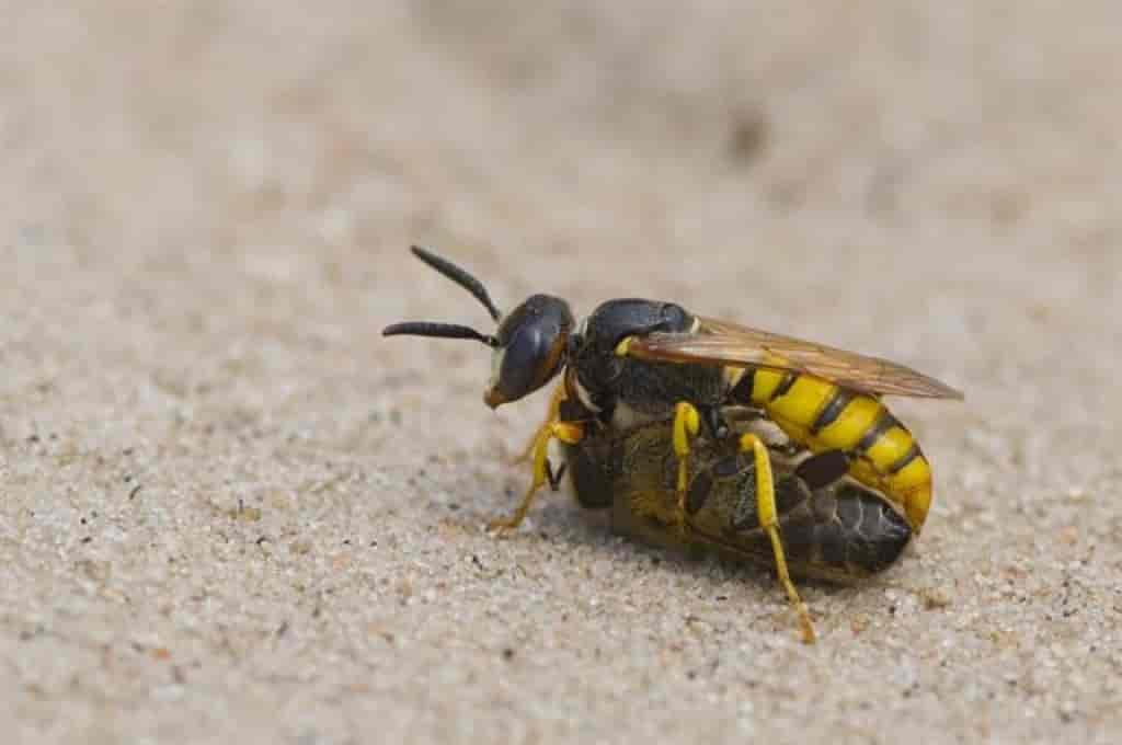 Philanthus triangulum