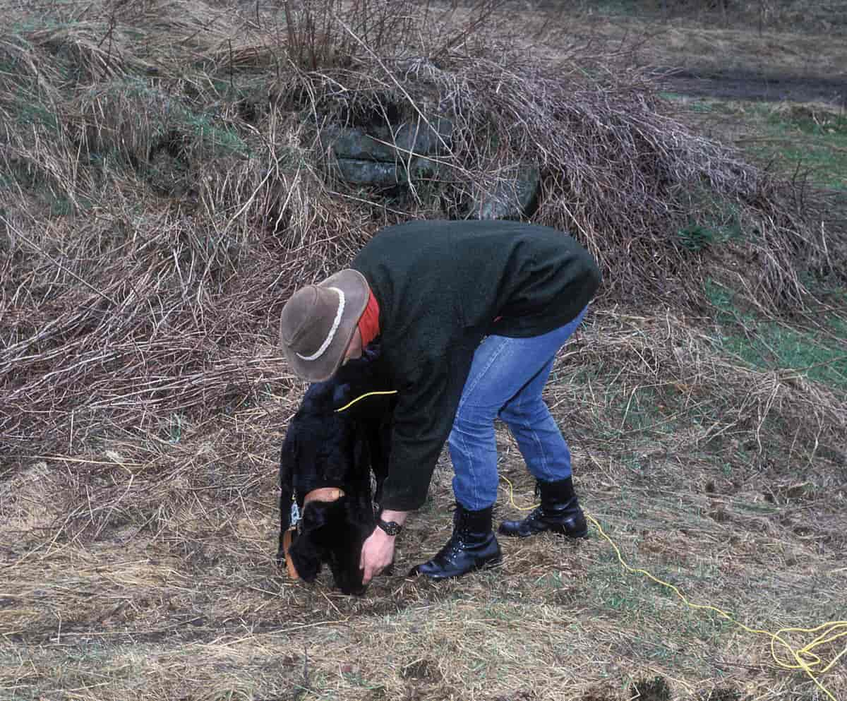 Ettersøksjakt