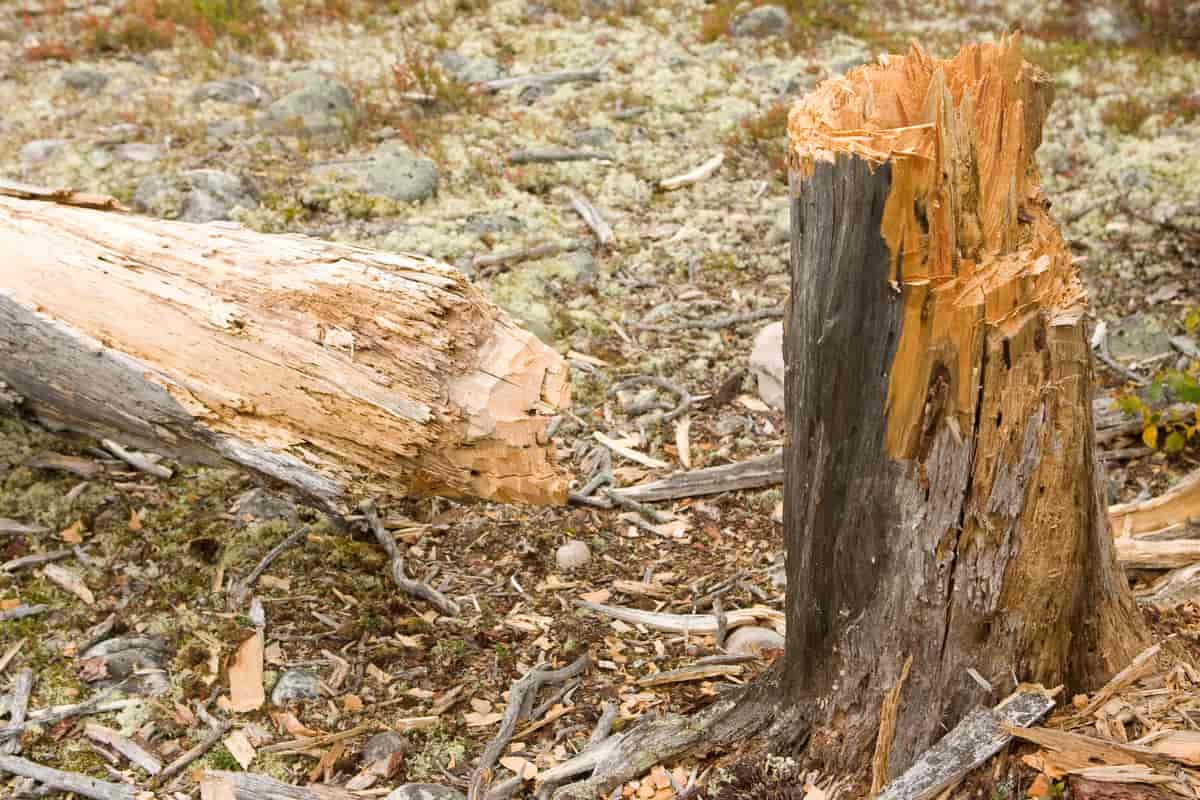 Ulovlig hogst av furugadd i Femundsmarka nasjonalpark