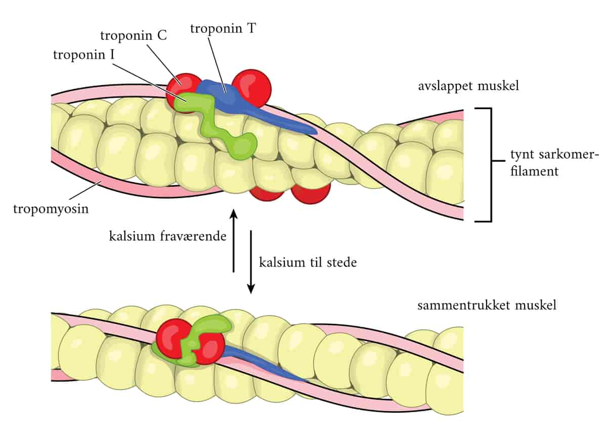 Troponiner