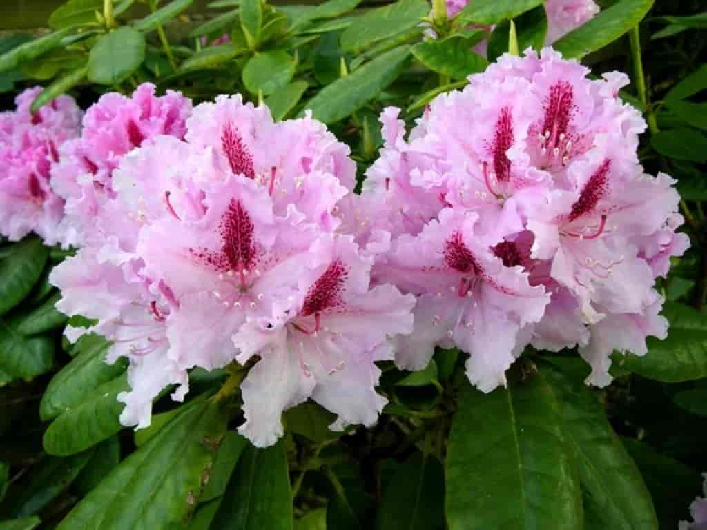 Rhododendron (Le Progress)