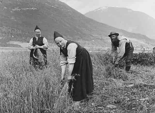 Havreskjering på Fossheim i Jølster, 1880-1890