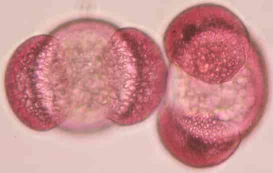 Pollen fra Pinus sylvestris, furu.