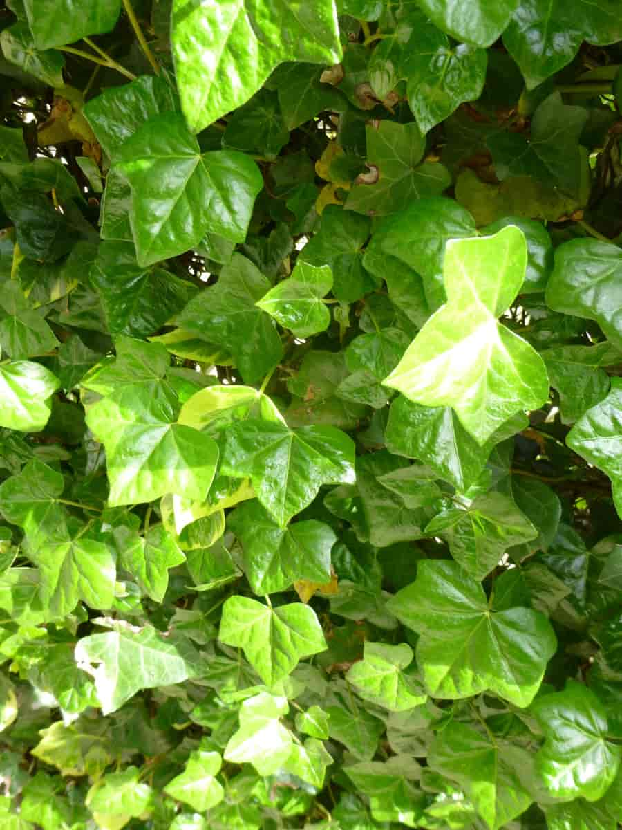 Hedera helix, bergflette.