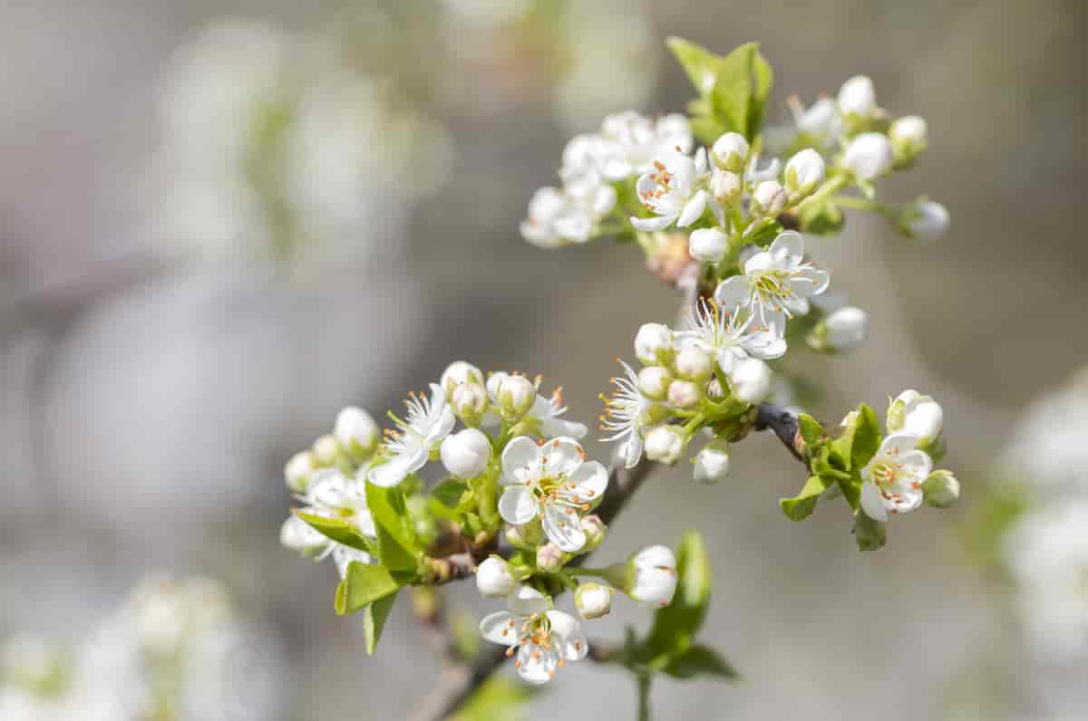 Mahalebblomst