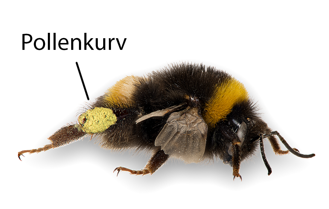 Pollenkurv