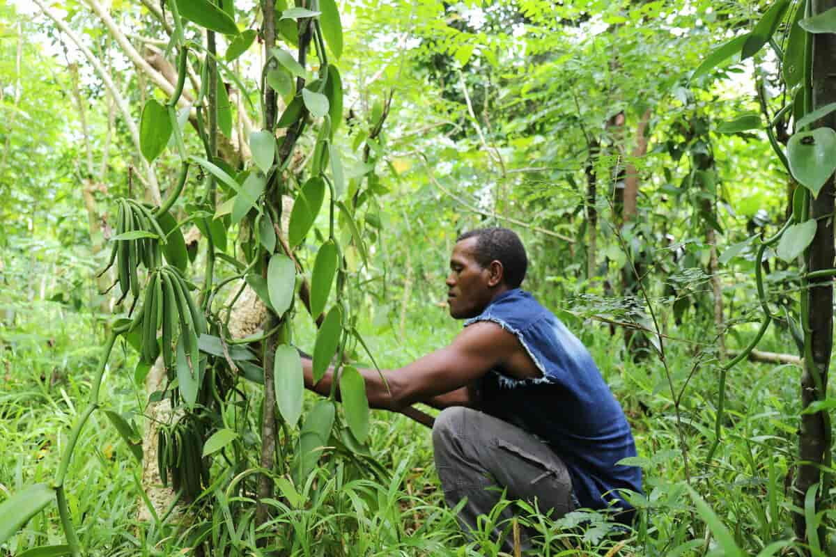 Madagaskar vanilje