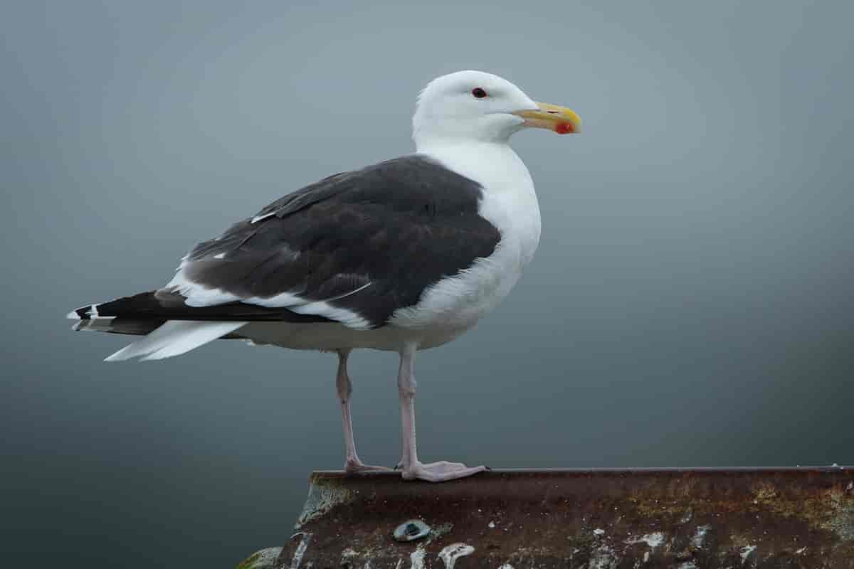 Svartbak (Larus marinus)