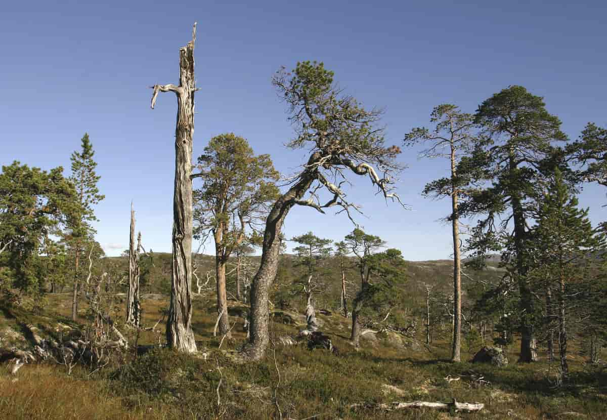 Gamle stående furutrær