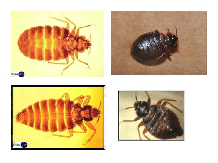 Cimex lectularius (common) and Cimex hemipterus (tropical)