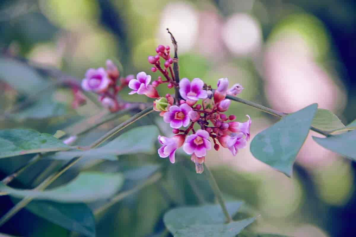 Stjernefrukt blomster (Averrhoa carambola)