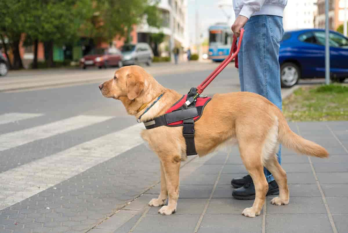 Foto av førarhund