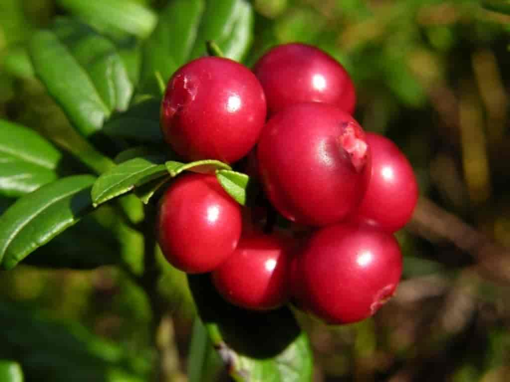 Vaccinium vitis-idaea