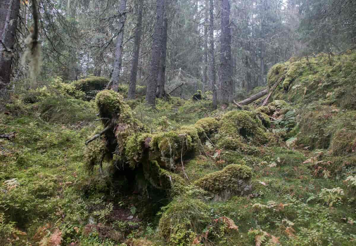 Naturskog med gammelt læger