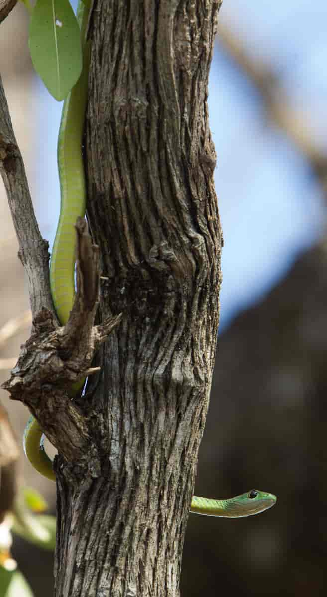 Flekket Busksnok. Spotted Bush Snake [Philothamnus semivariegatus] Tanzania