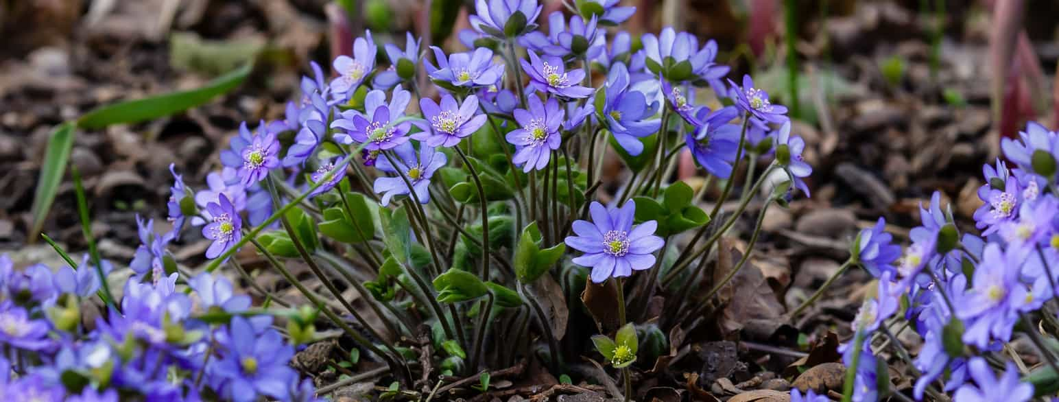 Fotografi av en tue med blåveis. De har enkle stilker, hver stilk bærer en blålilla blomst. 