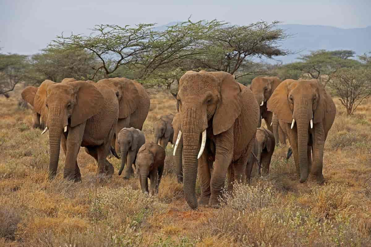 Loxodonta africana, Maasai Mara, Kenya