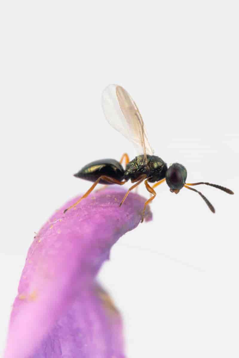 Cyrtogaster vulgaris