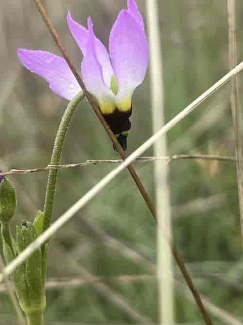 Primula clevelandii