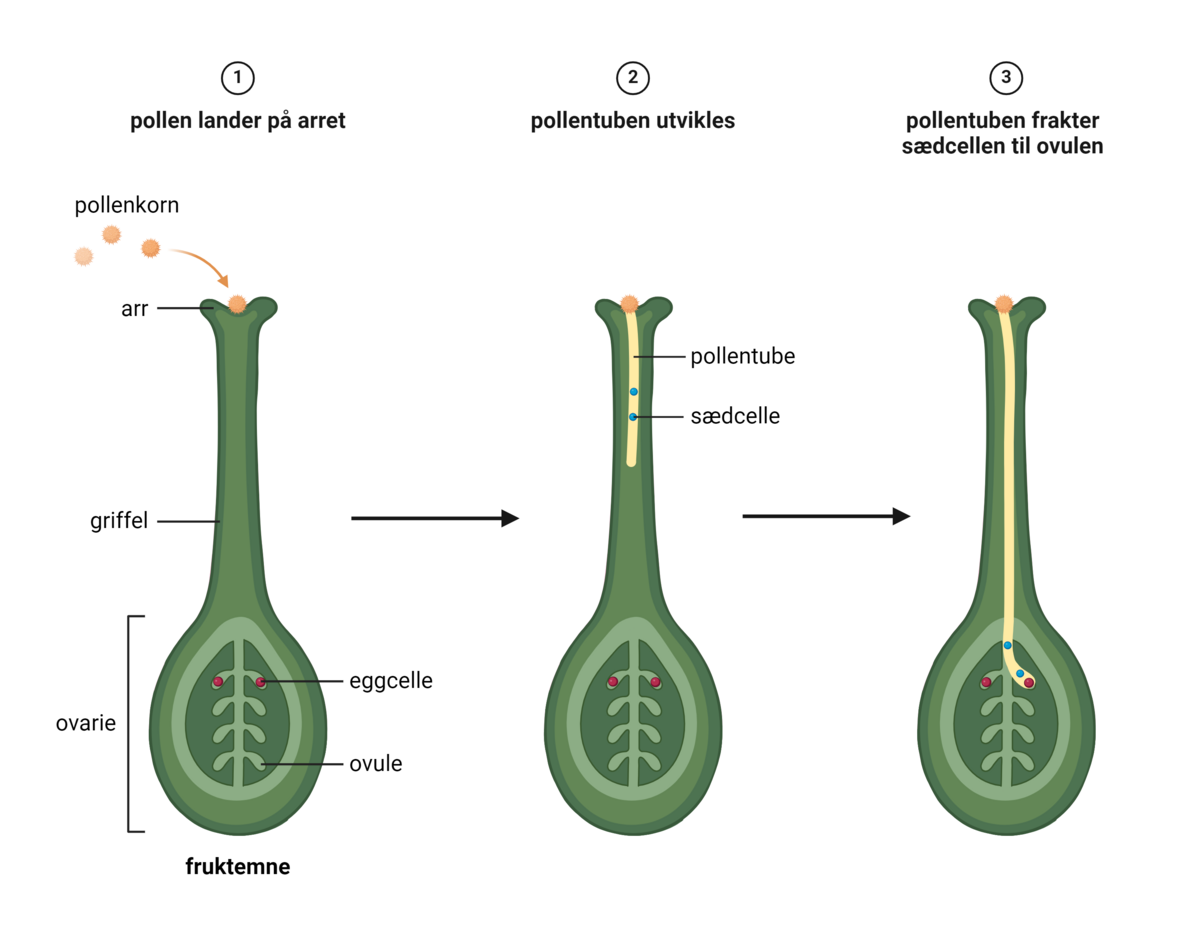 Befruktning hos blomsterplanter
